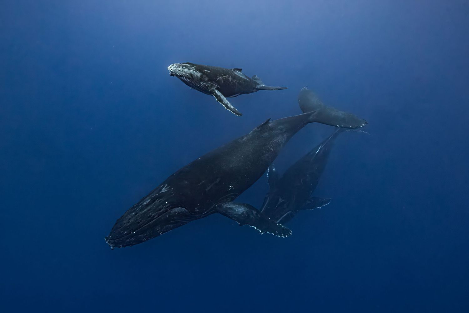 A majestic humpback whale breaches the ocean surface against a deep blue underwater background.
