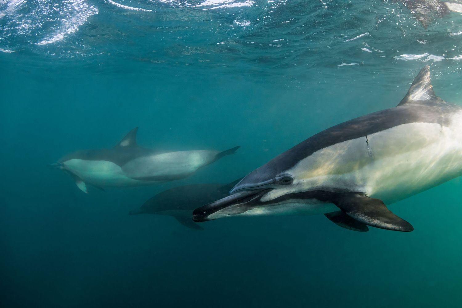 Pod of dolphins swimming underwater in clear turquoise ocean waters.