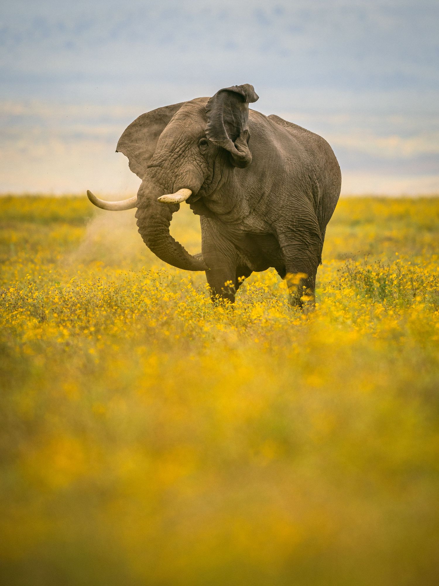 A large African elephant with ivory tusks charges through a vibrant field of yellow wildflowers under a cloudy sky.