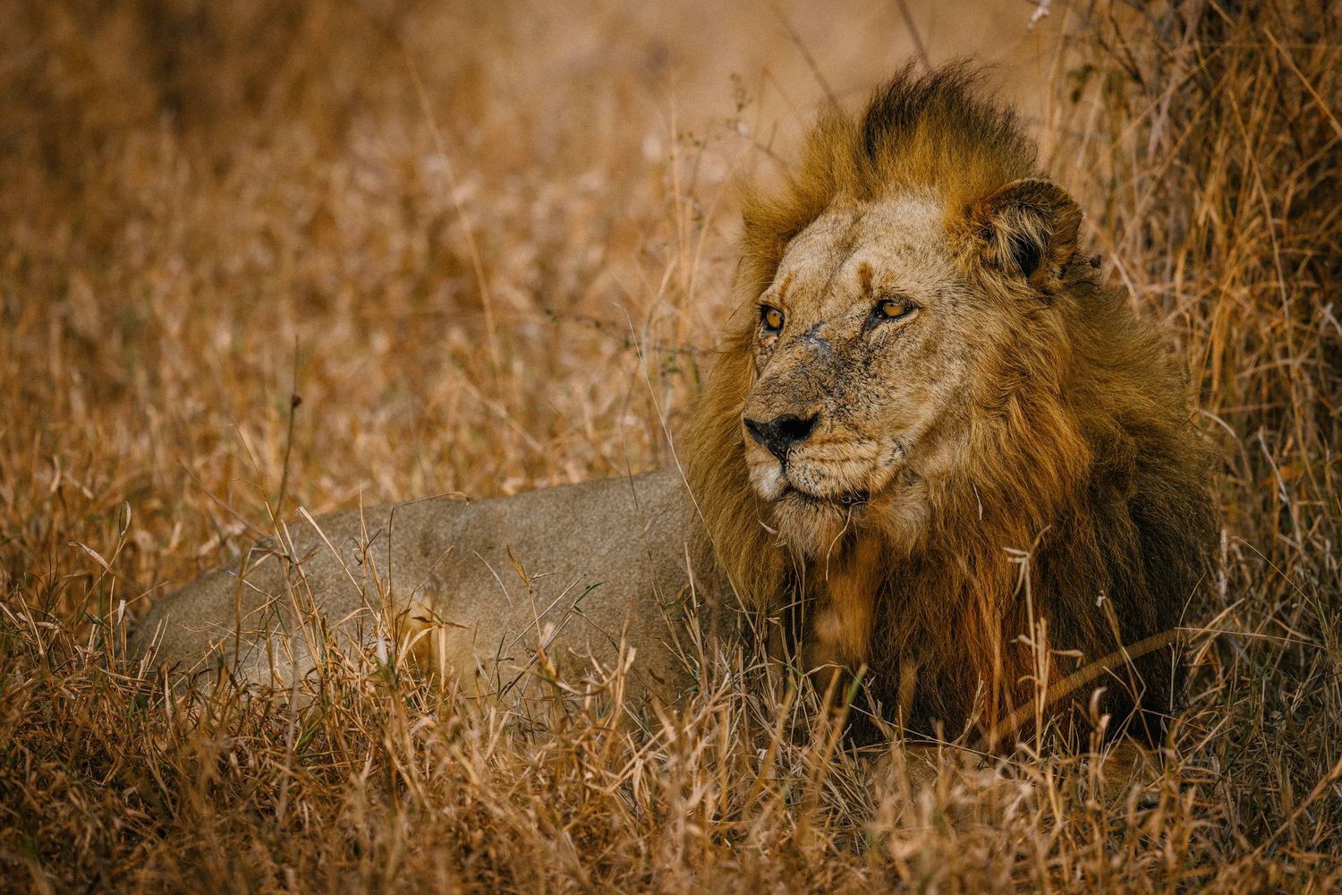 A majestic male lion with a full mane sits in tall golden grass during sunset in the African savanna.