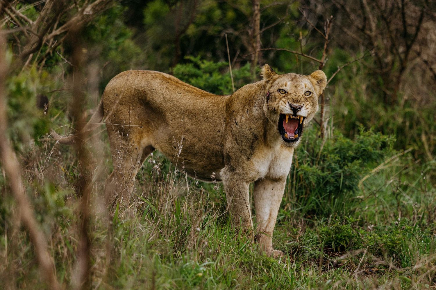 Two lionesses walk through green grass and brush in a wildlife habitat setting.