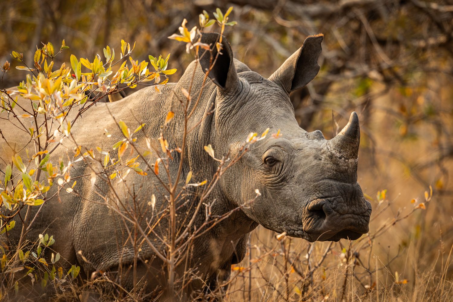 Close-up portrait of a white rhinoceros with prominent horn against autumn foliage.