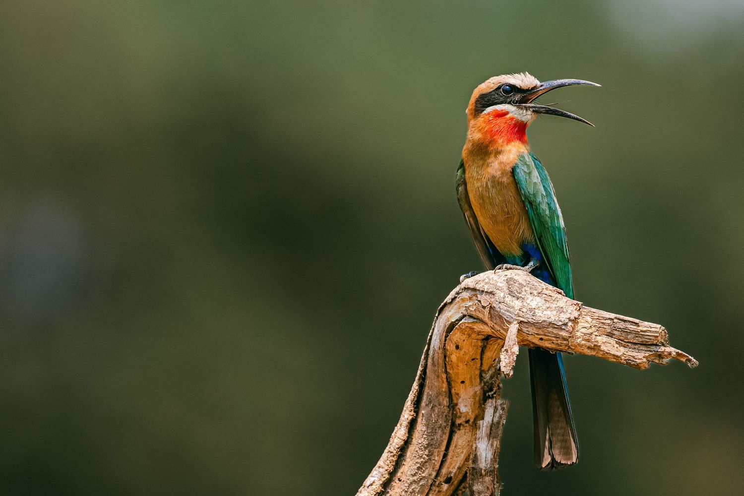 A colorful white-fronted bee-eater bird with green, orange, and red plumage perched on a weathered wooden branch.