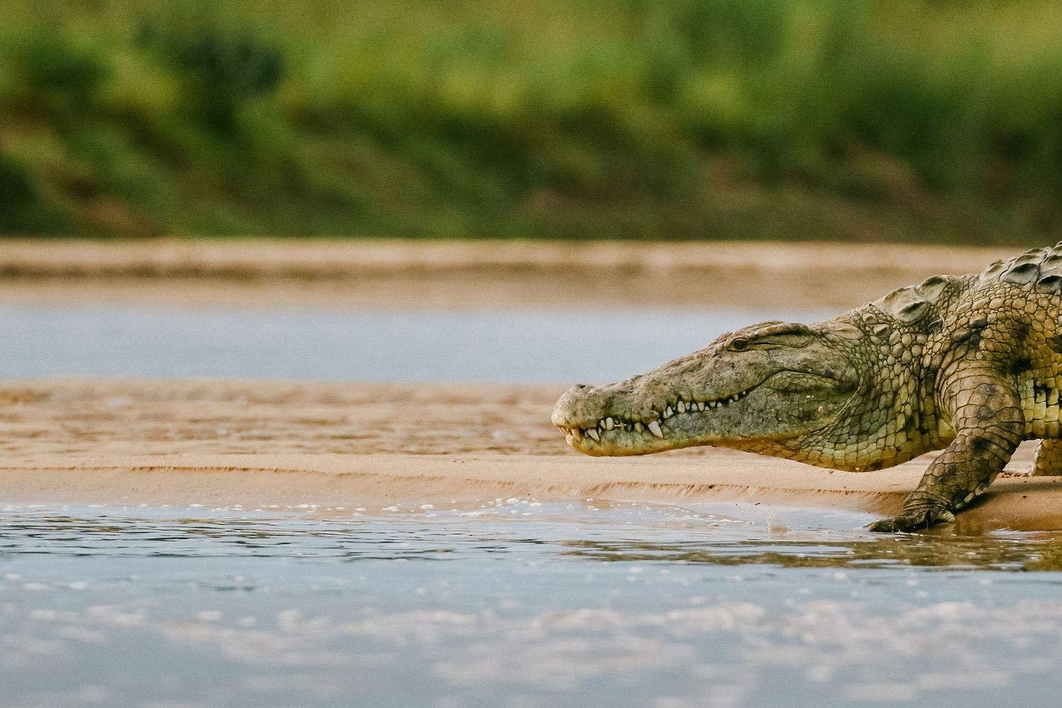 A large Nile crocodile emerges from a sandy riverbank, partially submerged in shallow water with green vegetation behind.
