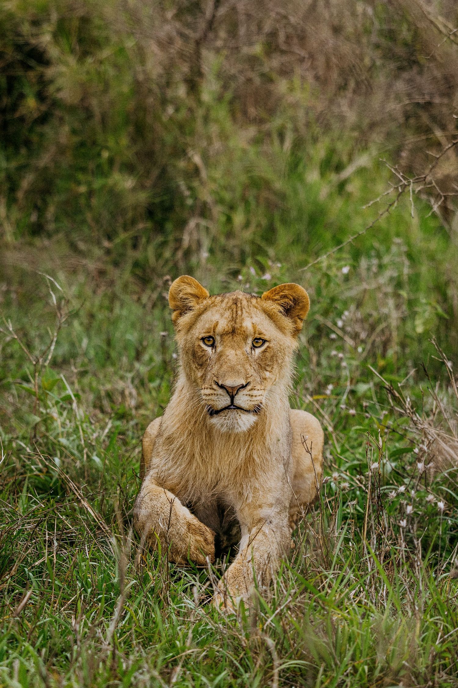 A majestic lion rests in tall grass while displaying different facial expressions across five connected photos.