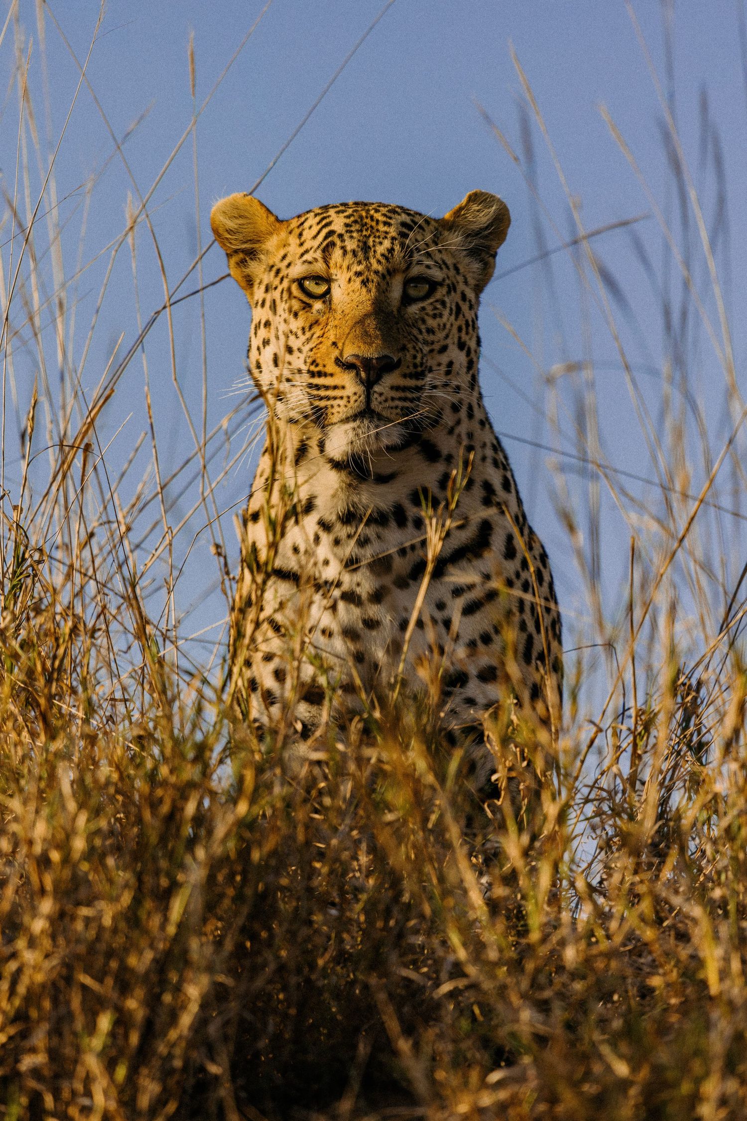 A leopard's head emerges from tall golden grass in a sequence of five similar photos showing subtle head movements.