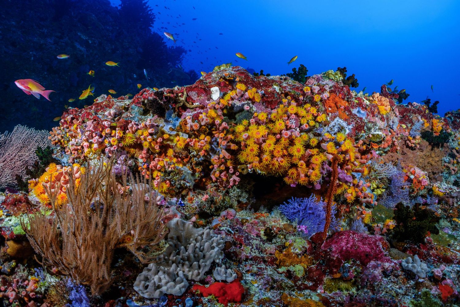 Vibrant coral reef ecosystem with soft corals, sea fans, and tropical fish swimming in crystal clear blue waters.