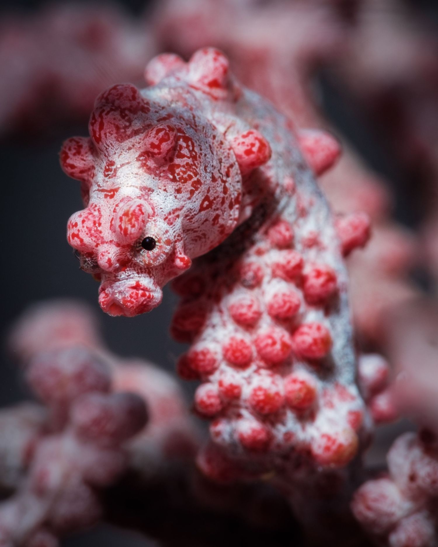 A pink pygmy seahorse with spotted texture camouflages against a blurred coral reef background.