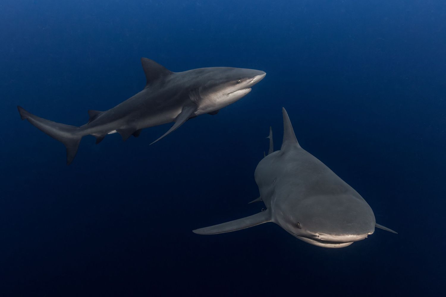A majestic bull shark swims through deep blue ocean waters, showcasing its powerful silhouette and distinctive fins.