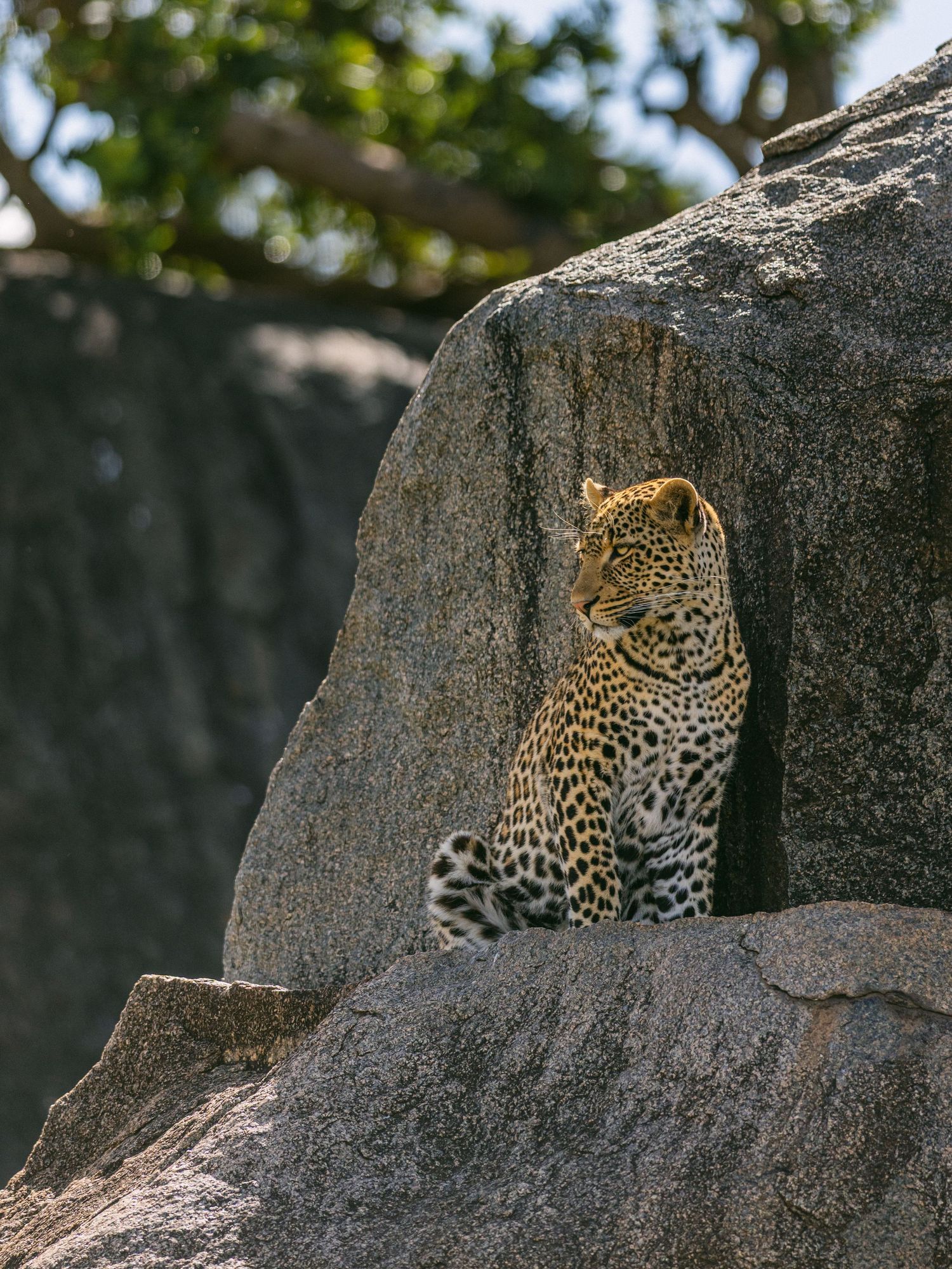 A leopard rests between large granite rocks, surveying its surroundings in golden afternoon light.
