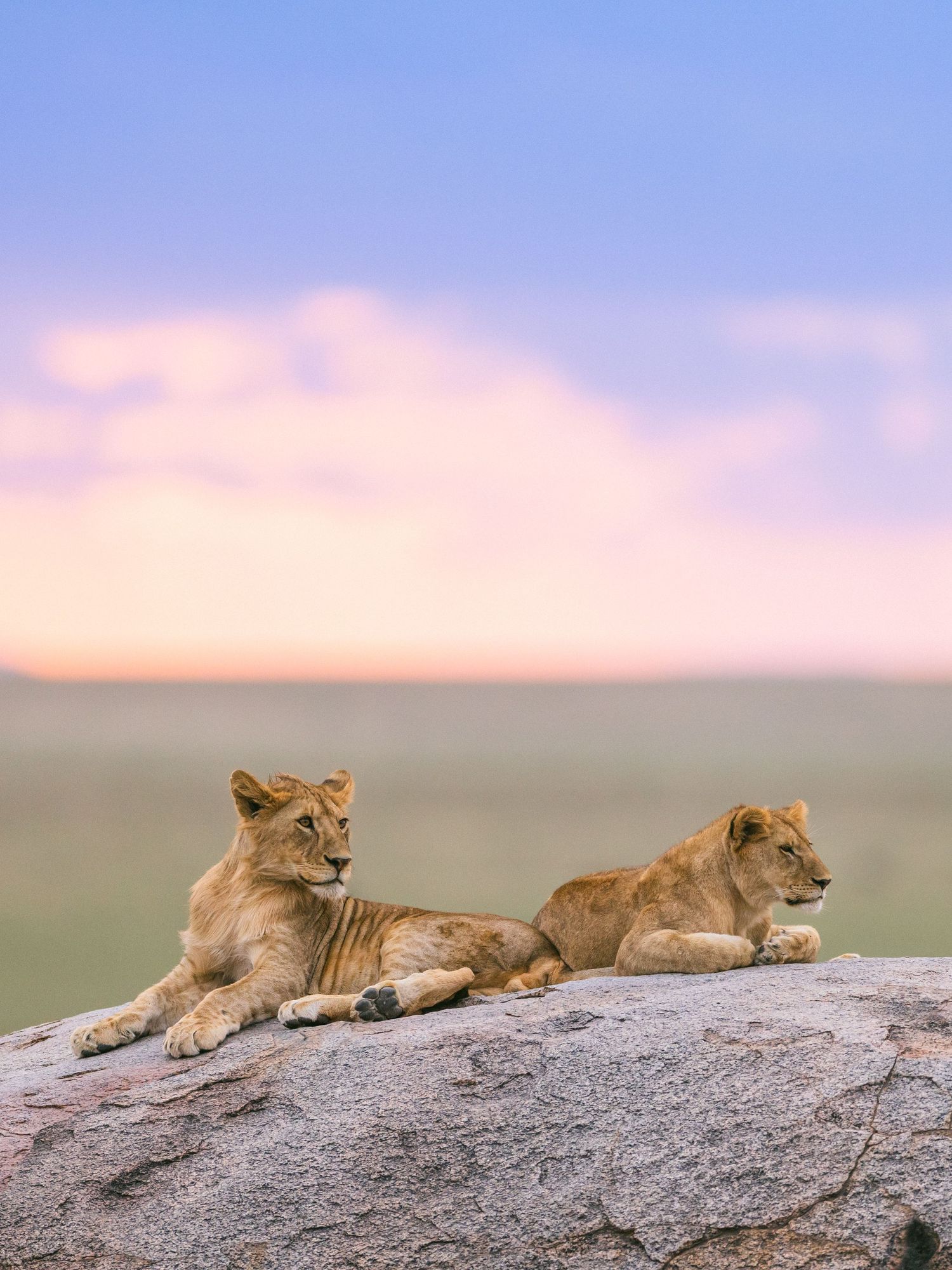 Two lionesses resting on a rocky outcrop at sunset in the African savanna with a colorful pink and blue sky.