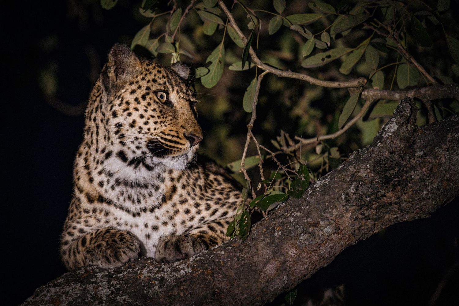 Leopard resting on tree branch at night illuminated by spotlight.
