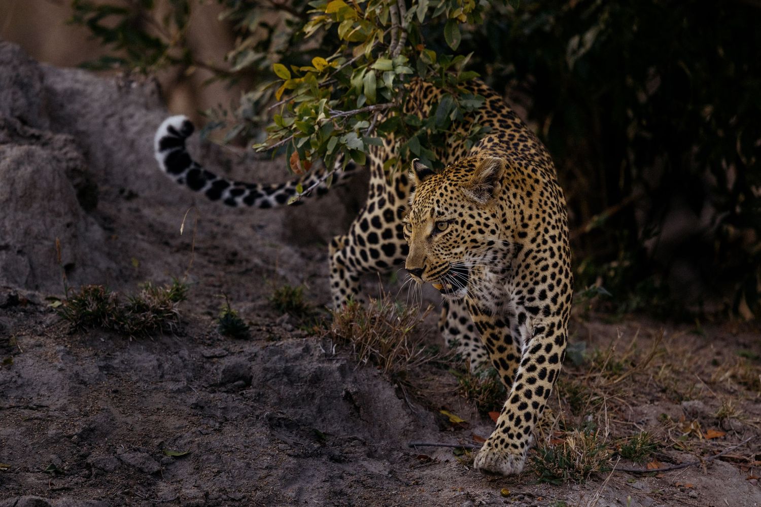 A majestic leopard prowls through the wilderness, showcasing its distinctive spotted coat pattern and muscular build.