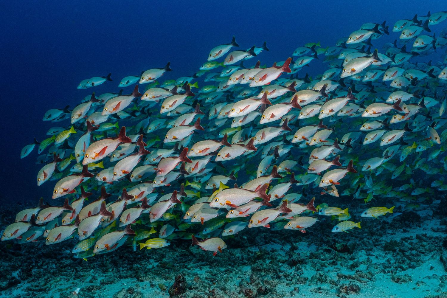 A large school of colorful tropical fish swimming together in crystal clear blue ocean waters near a coral reef.