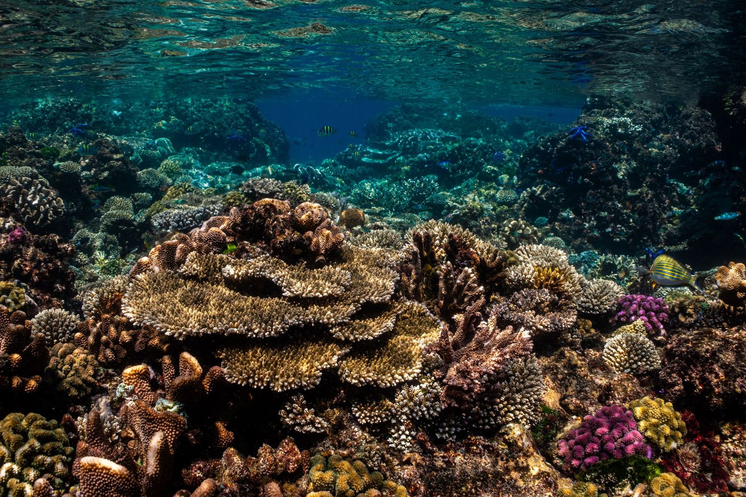 Vibrant coral reef ecosystem with colorful fish swimming among diverse coral formations in crystal clear tropical waters.