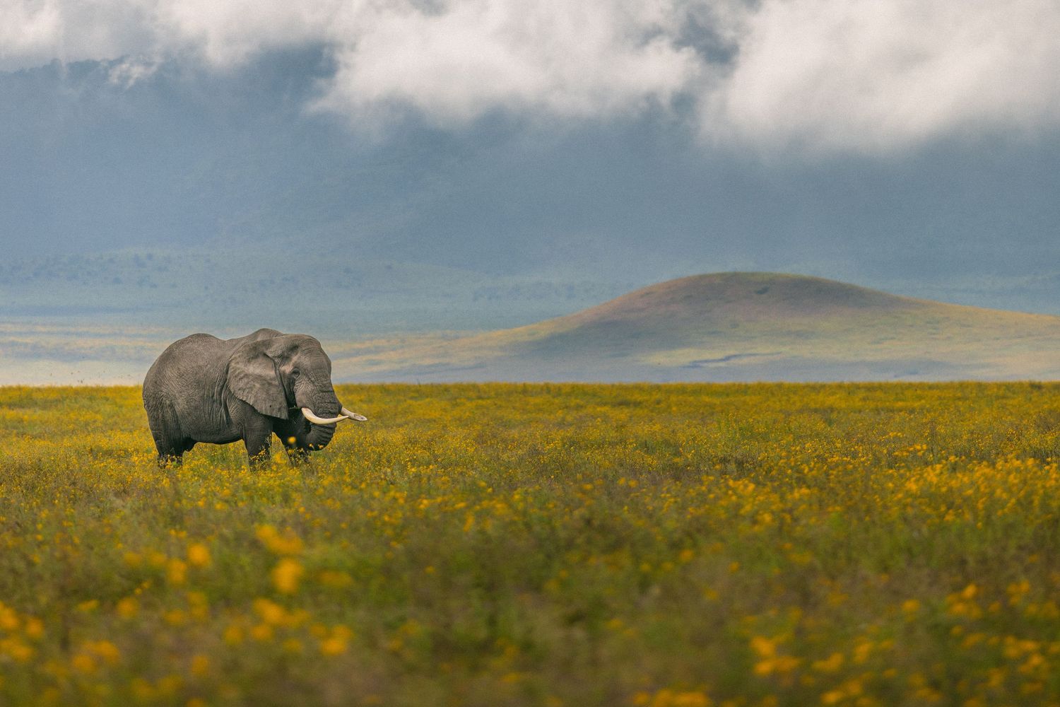 A lone elephant with tusks grazes in a golden flower field with misty hills and dramatic clouds in the background.