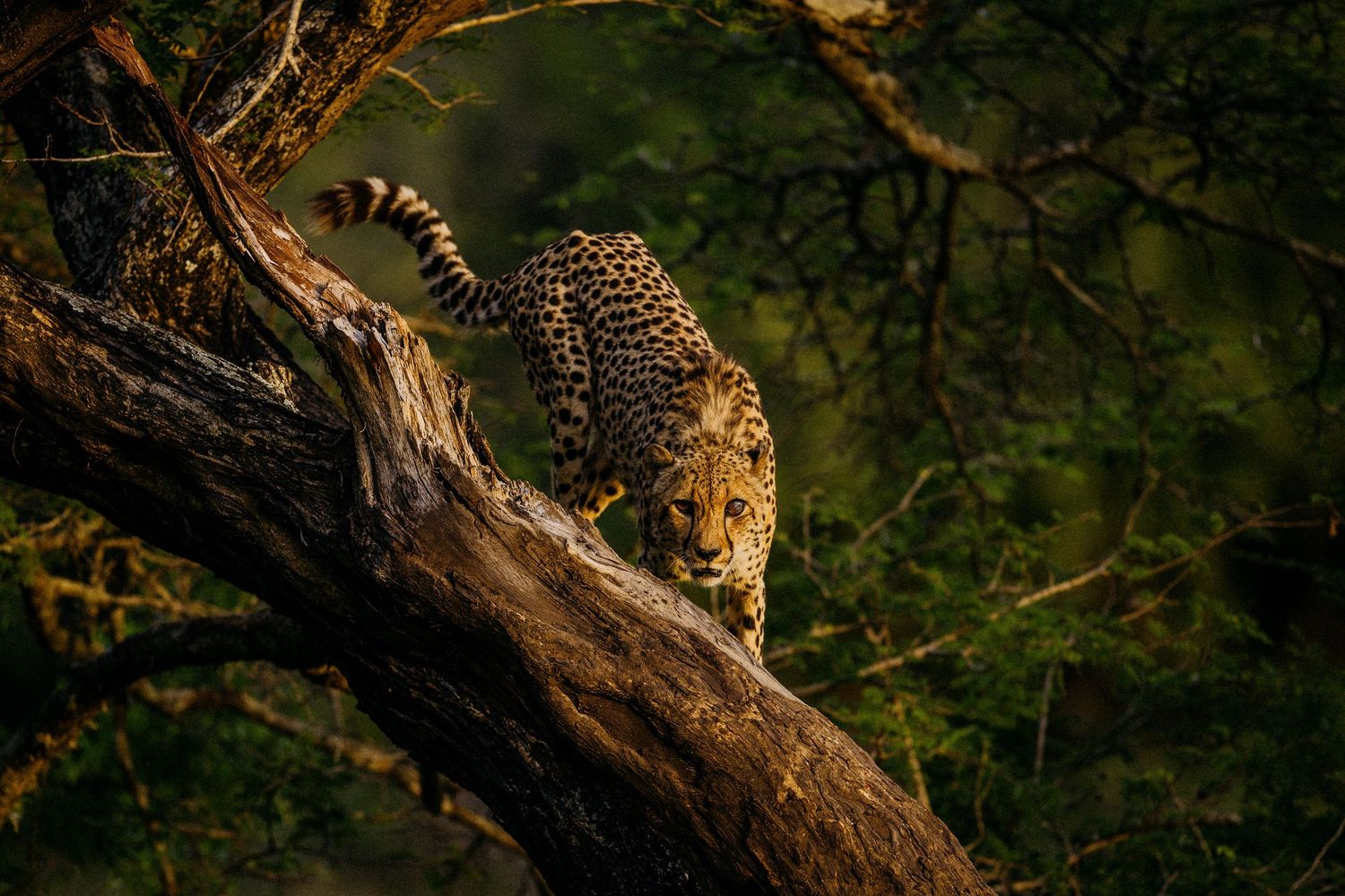 Northern hawk owl perched on a tree branch in a forest setting during golden hour lighting.
