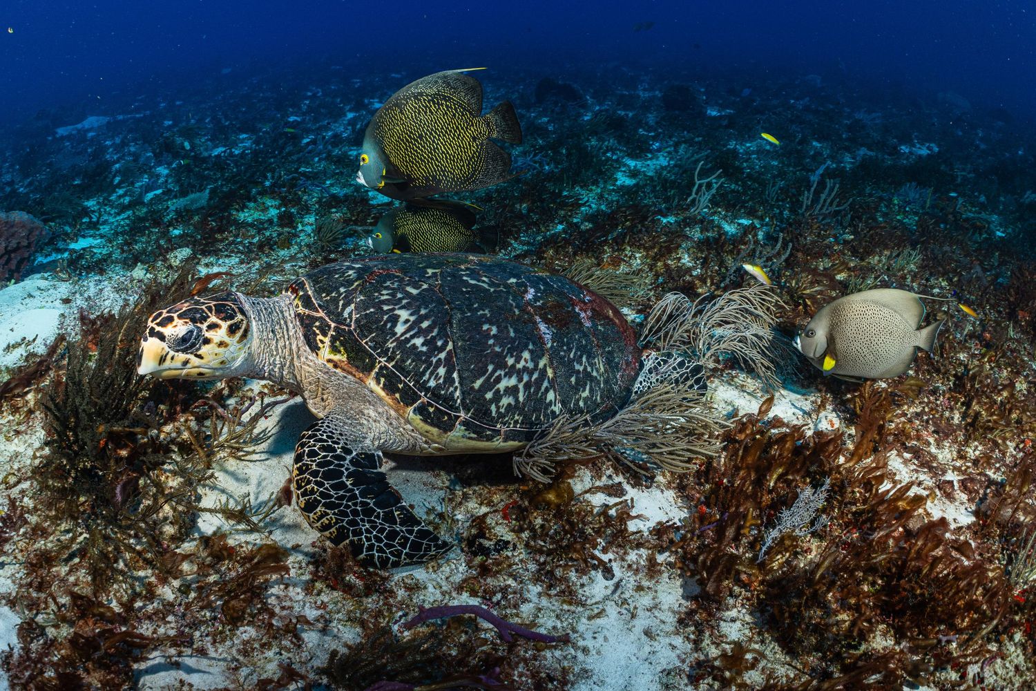 A sea turtle swims gracefully over a coral reef in deep blue ocean waters.