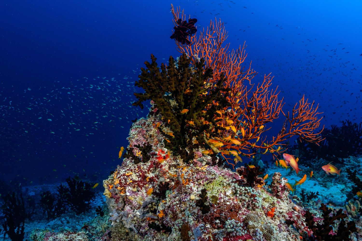 Vibrant coral reef ecosystem with colorful soft corals and marine life against deep blue ocean background.