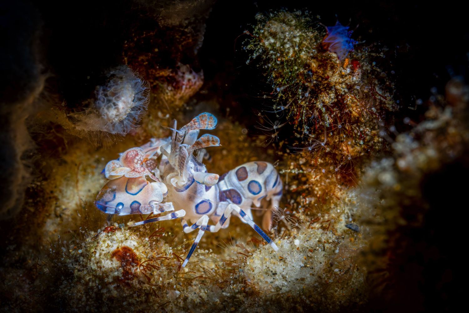 Colorful nudibranch sea slugs crawl along a dark rocky surface in underwater macro photography.