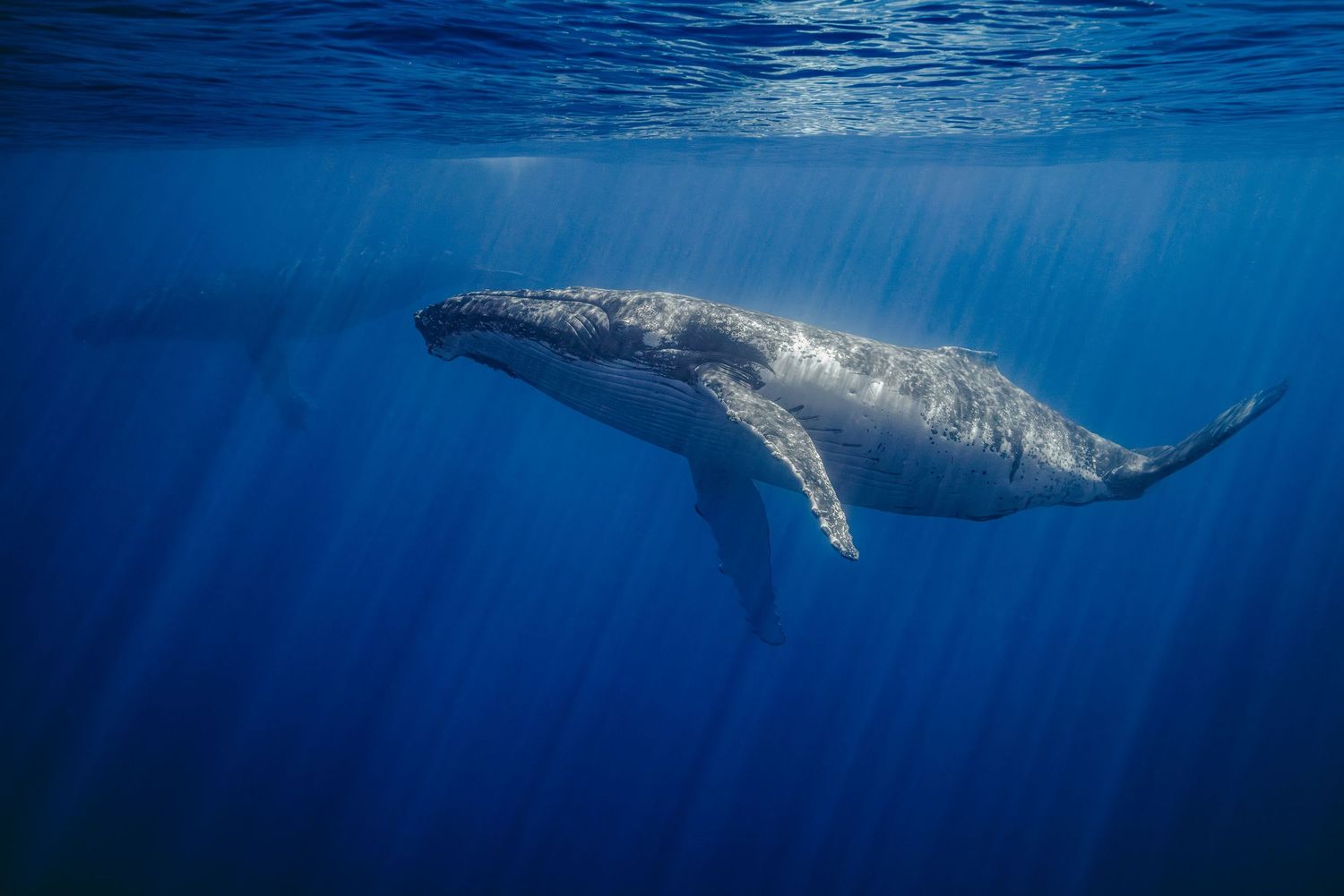Pod of majestic whales swimming gracefully through deep blue ocean waters.