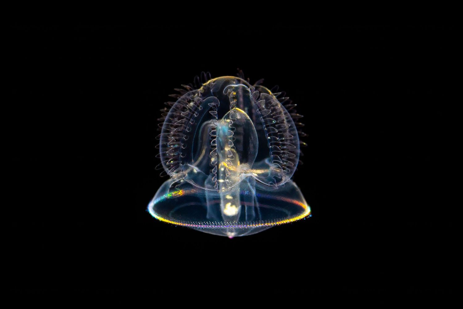 Transparent jellyfish with bioluminescent glow floating in dark waters.