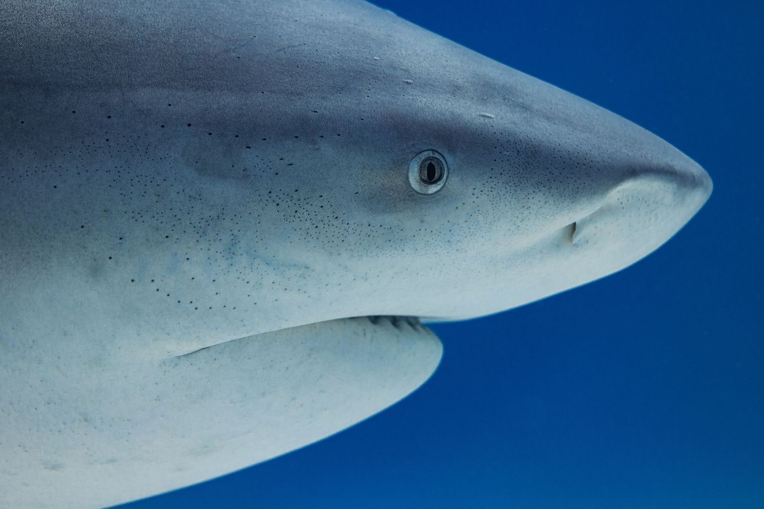 Close up profile view of a bull shark swimming in deep blue ocean waters.