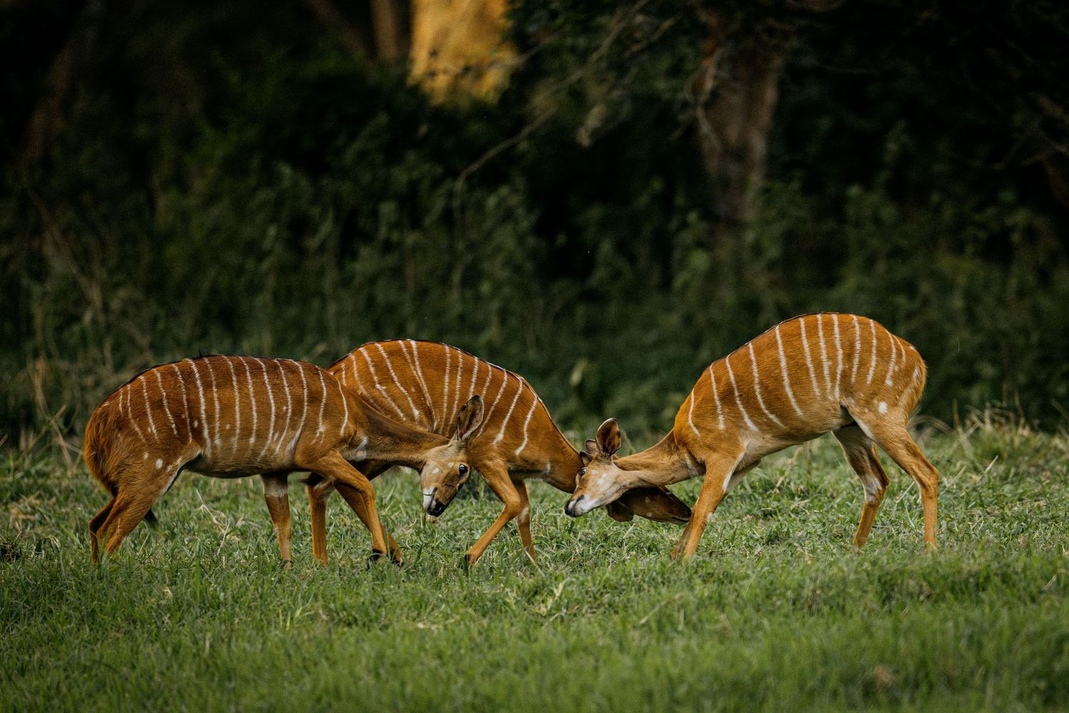 A sequence of photos showing a group of nyala antelopes grazing and walking through green grass in natural habitat.