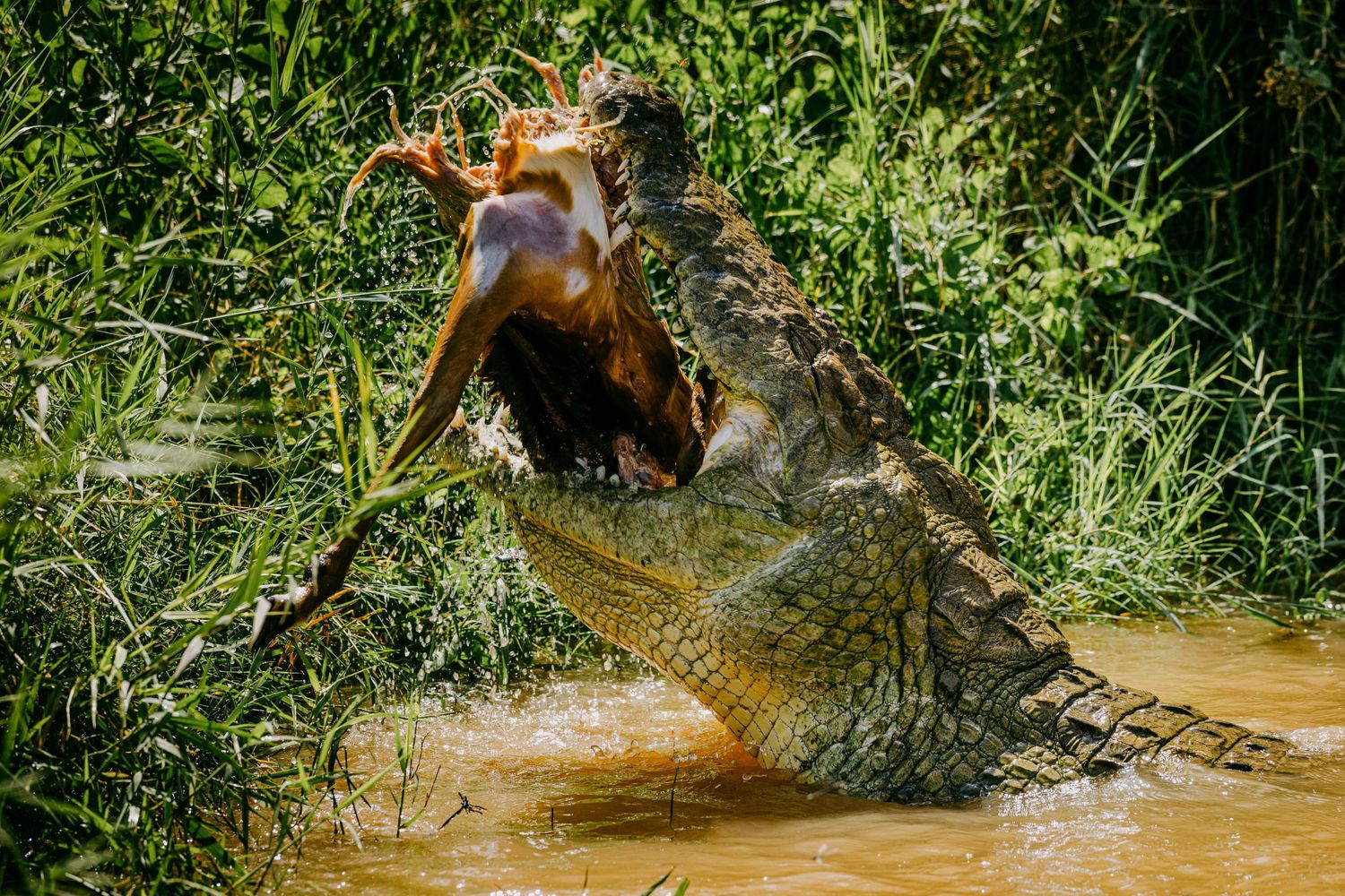Large crocodile leaping from muddy water with open jaws catching prey, surrounded by lush green vegetation.