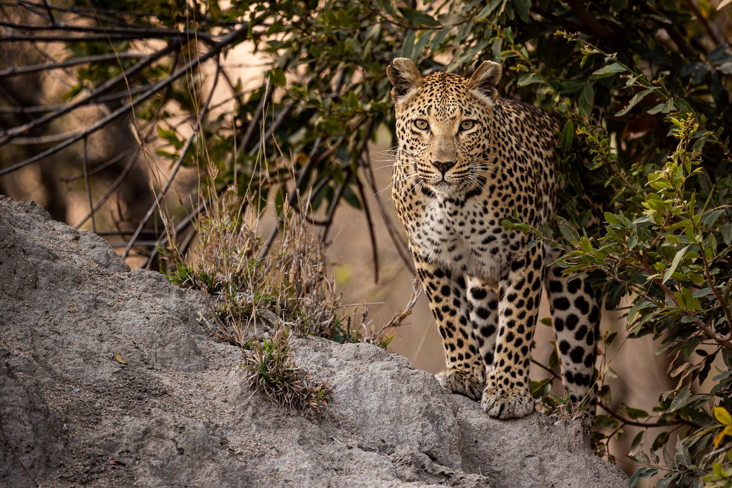 A leopard prowls along a rocky ledge surrounded by lush foliage in natural habitat.