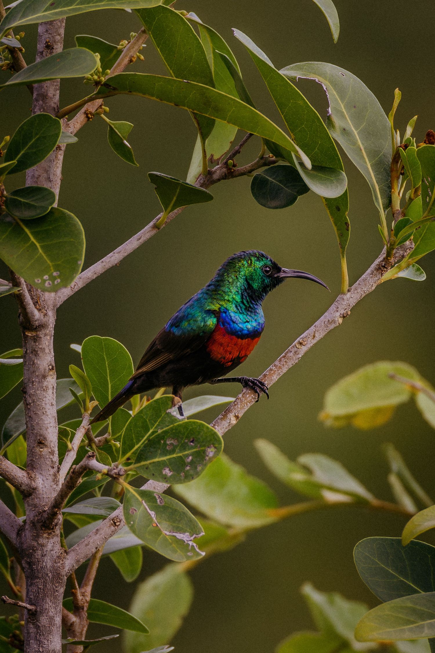A vibrant sunbird with iridescent blue and green feathers perches on a tree branch among lush green foliage.