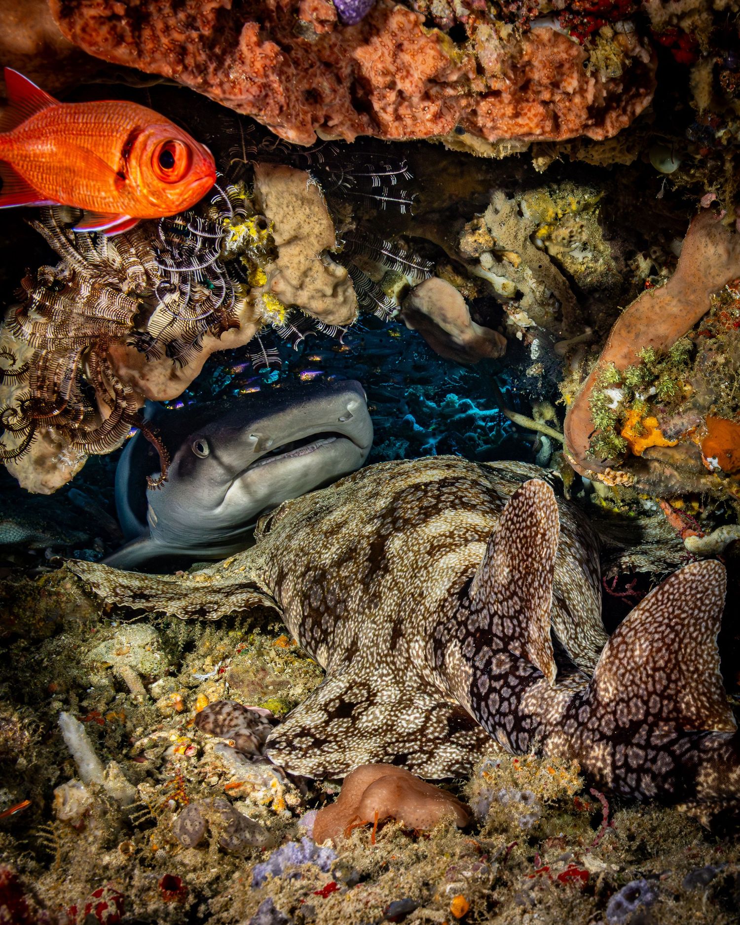 Colorful coral reef scene with bright orange fish swimming among textured rocks and marine life.