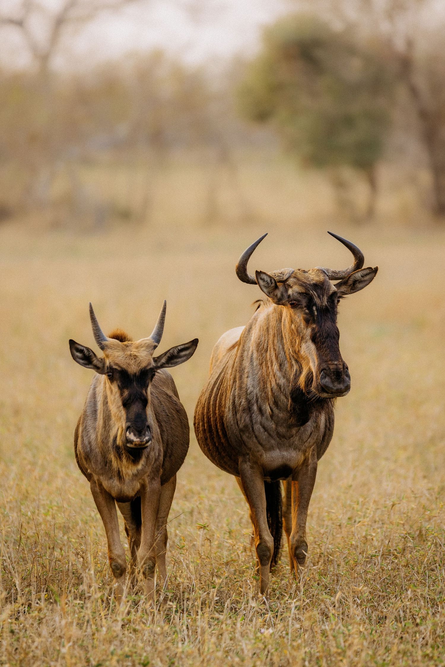 Two wildebeest stand together in dry savanna grassland, their distinctive horns and dark brown coats visible.