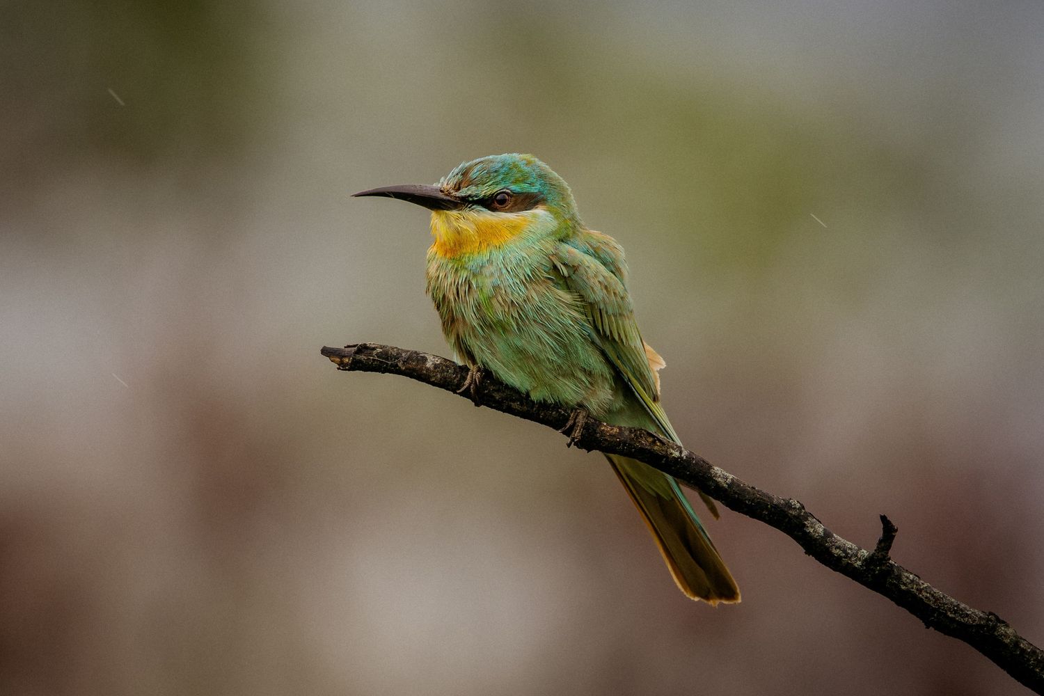 A small green and yellow hummingbird perches on a thin branch against a blurred natural background.