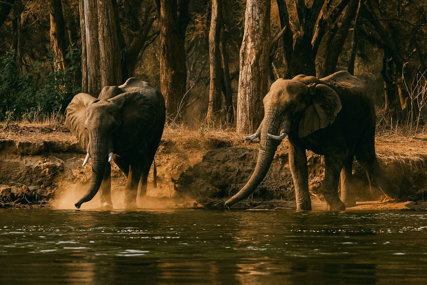Two African elephants splashing through a river at golden hour with lush forest trees in the background.