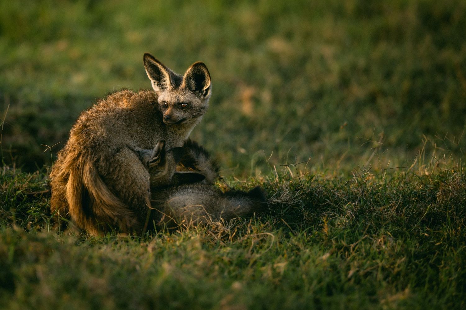 A bat-eared fox sits curled in golden grass, its large ears prominent in warm evening light.