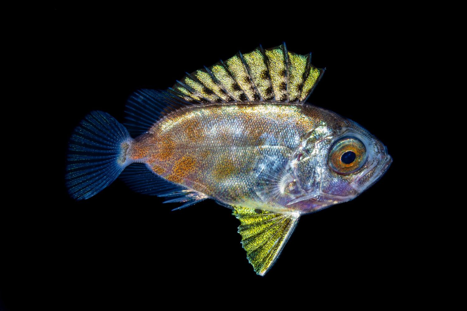Small colorful tropical fish with iridescent scales swimming in dark water.