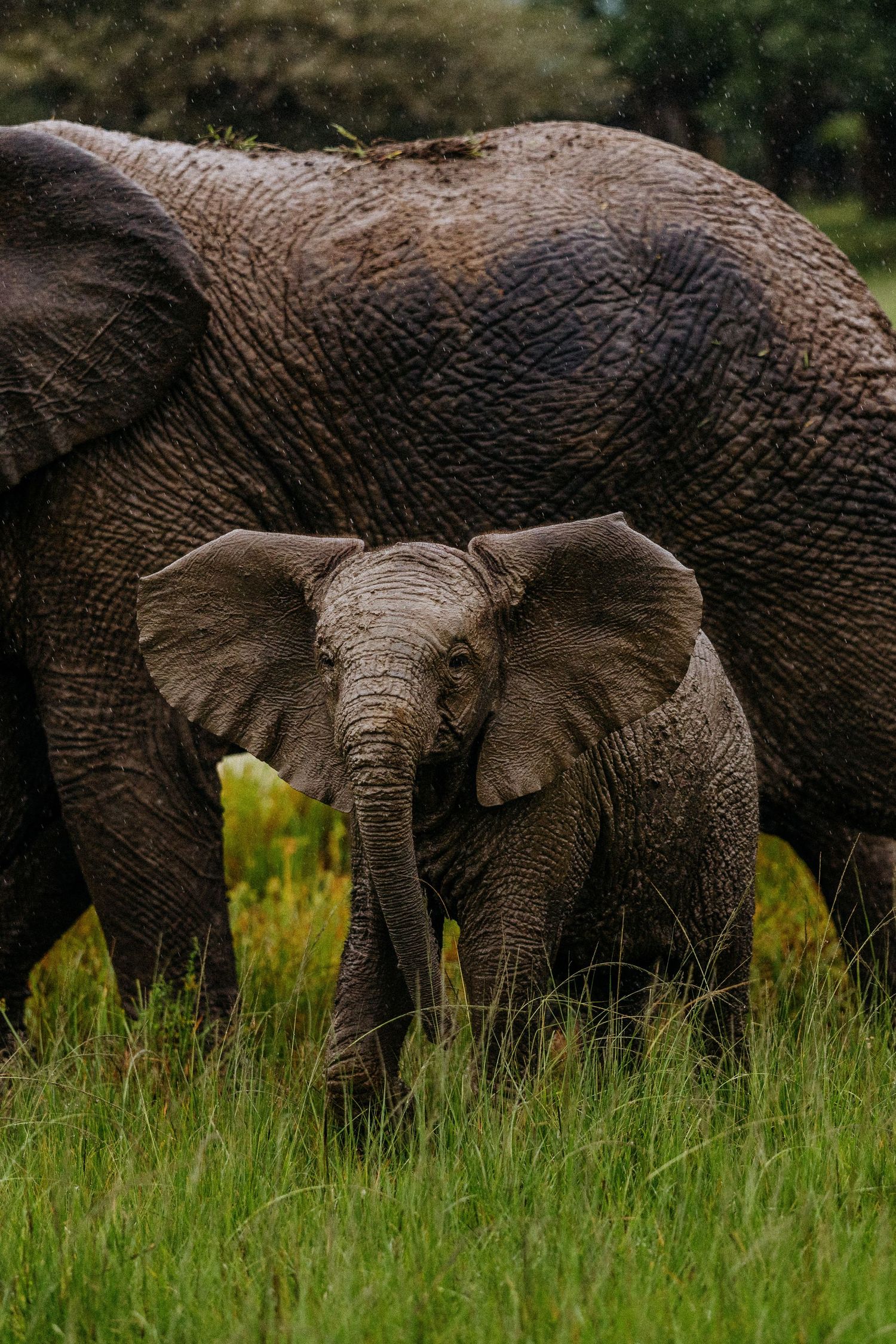 A series of close-up shots showing an African elephant's head and trunk moving through tall grass in natural habitat.