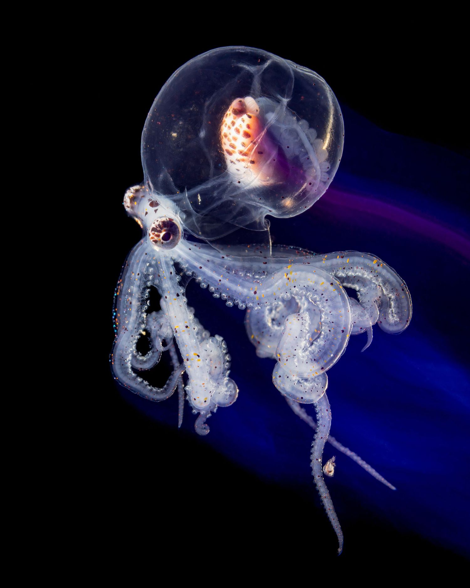 Translucent jellyfish with glowing tentacles float gracefully against a dark blue underwater background.