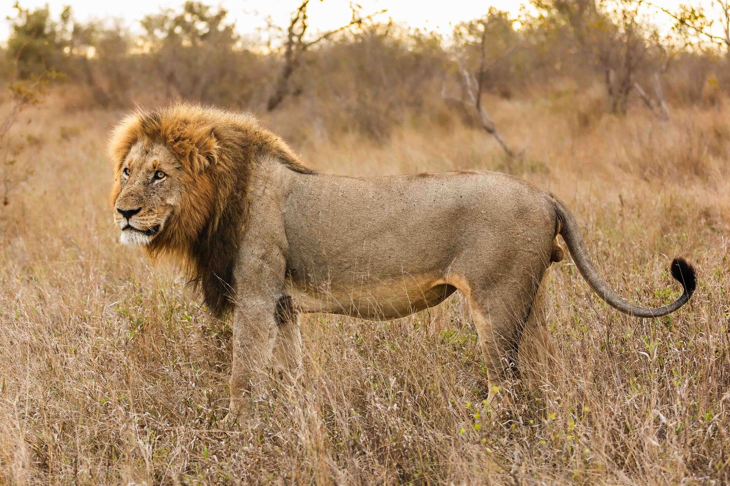 Pride of lions walking through tall golden grass in African savanna.
