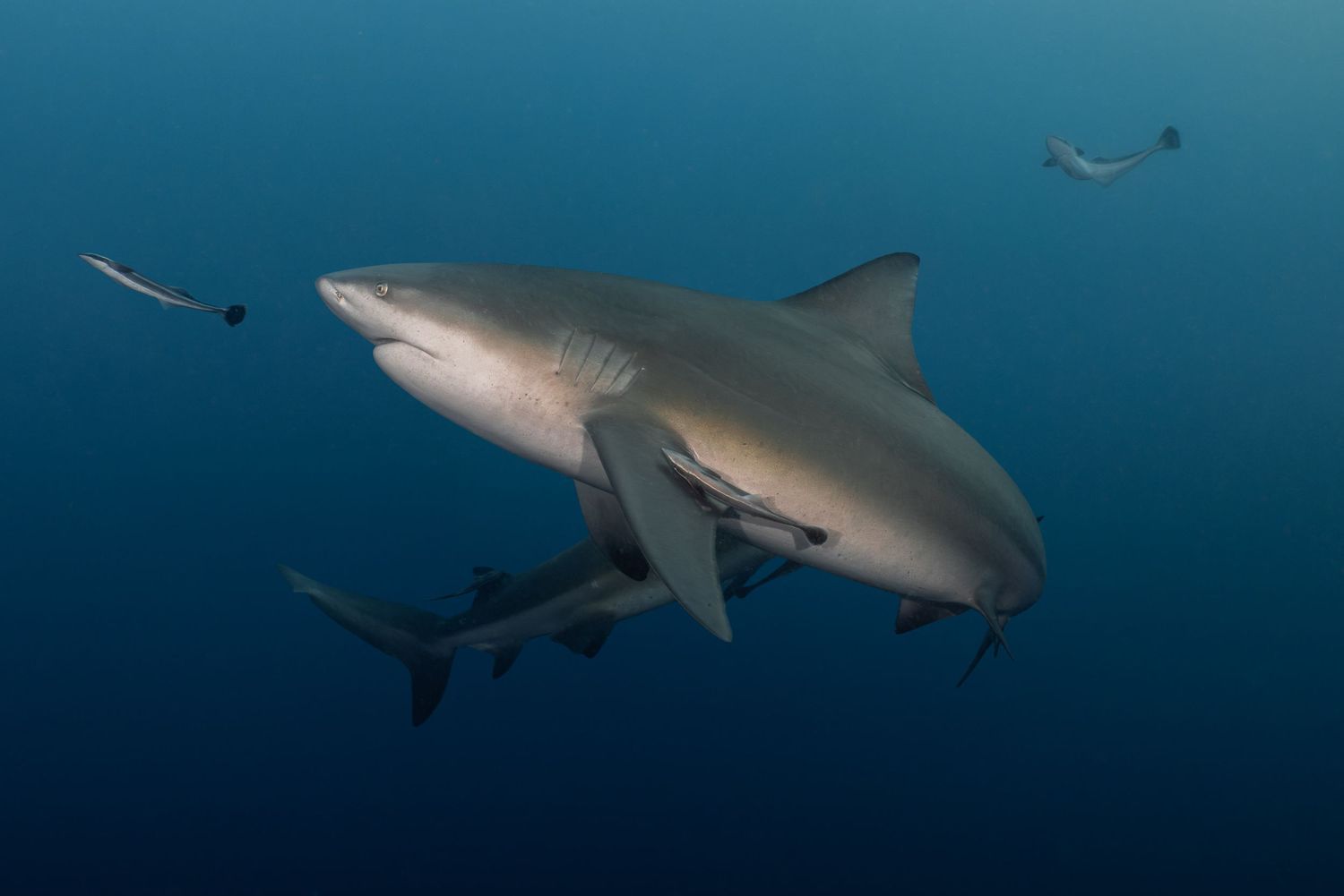 A group of Caribbean reef sharks swim gracefully through crystal clear blue ocean waters near a coral reef.