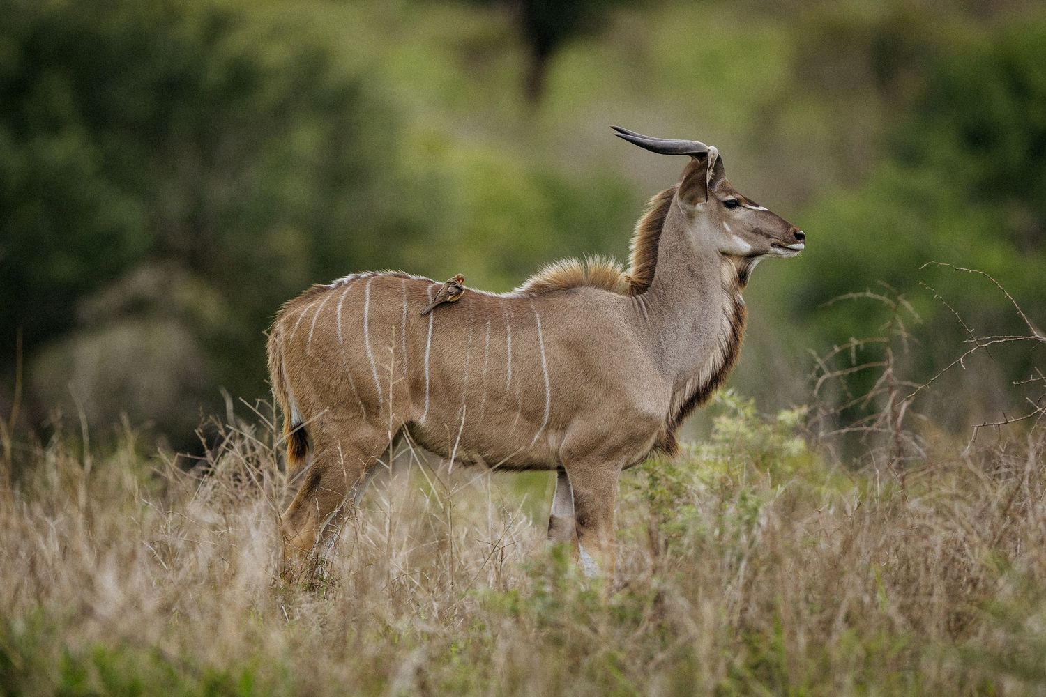 A group of greater kudu antelopes with distinctive spiral horns graze together in the African savanna grasslands.