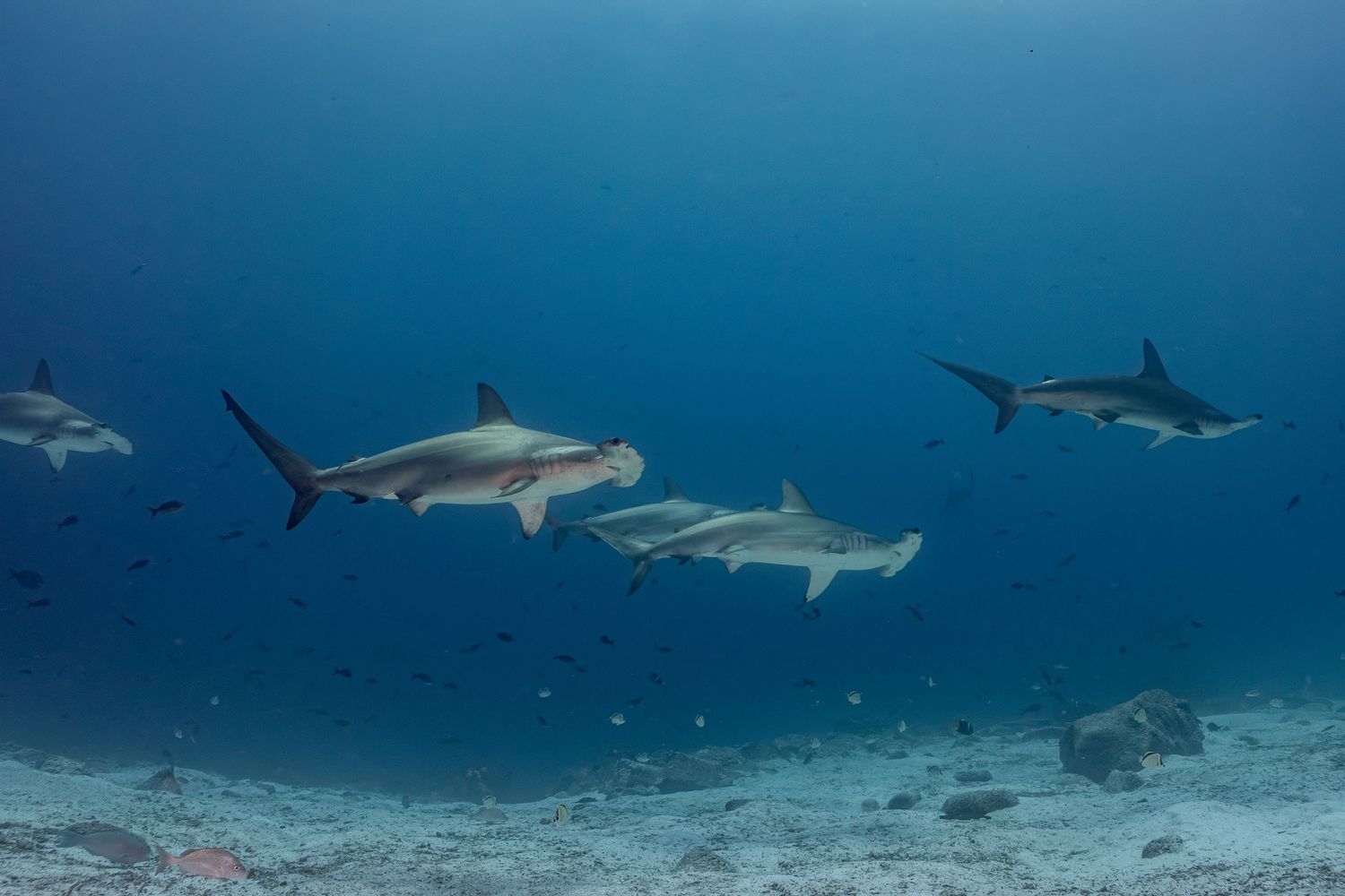 A group of sharks patrol the sandy ocean floor against a deep blue underwater backdrop.