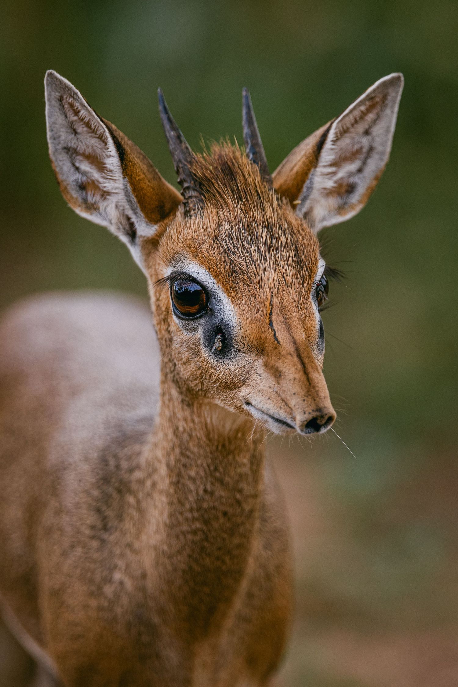 Close-up portrait of a young dik-dik antelope with large dark eyes and small horns against a green background.