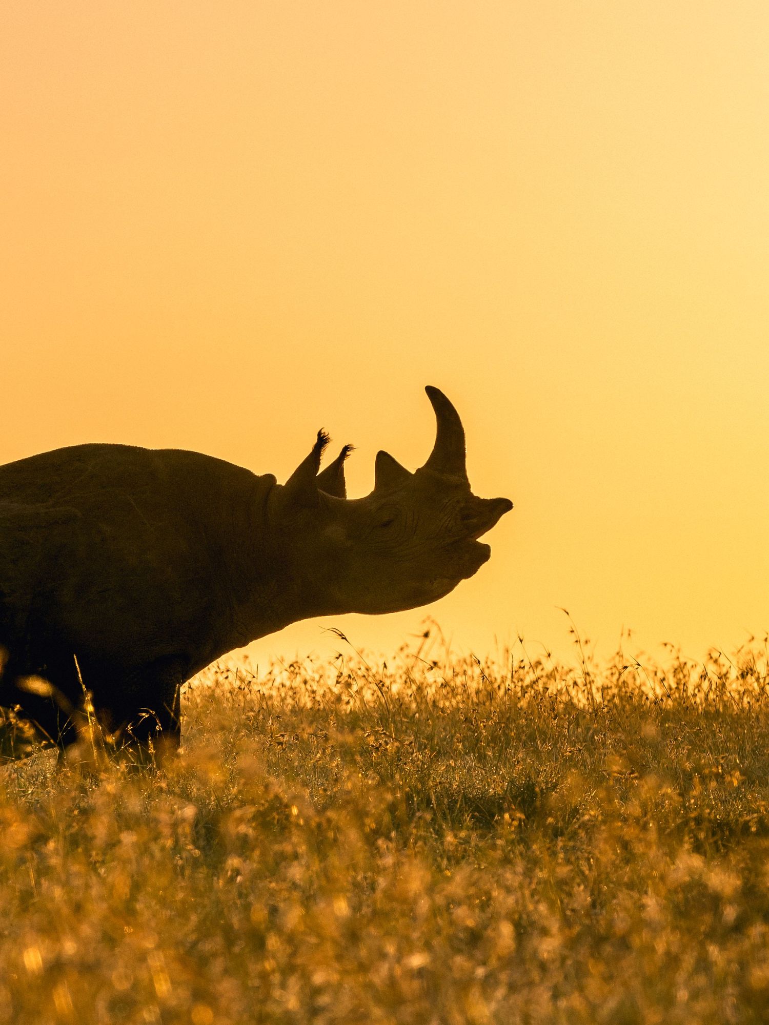 Silhouette of a rhinoceros grazing in golden grasslands at sunset in Africa.