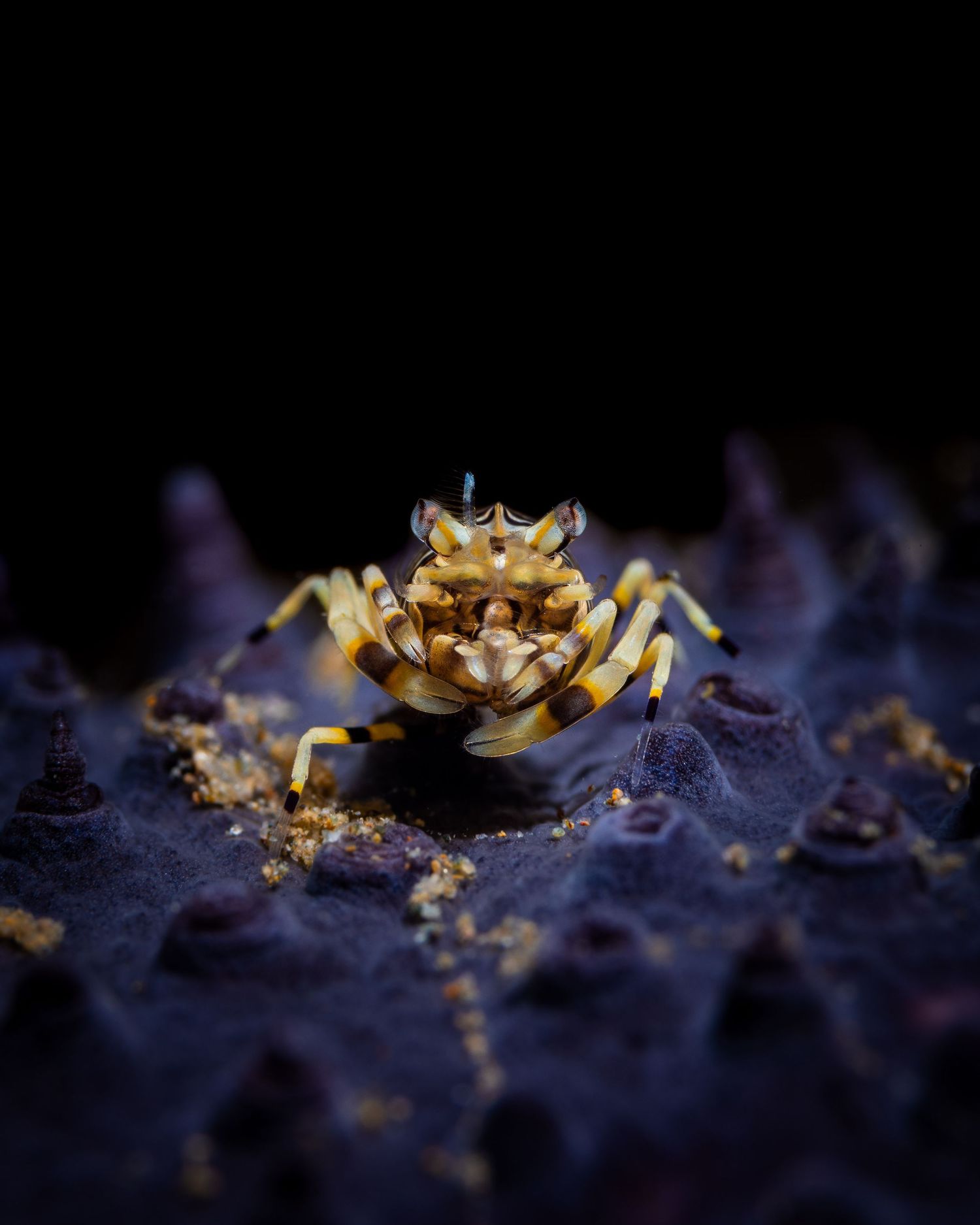 A golden wedding ring with intricate details photographed in macro against a dark background with purple lighting.