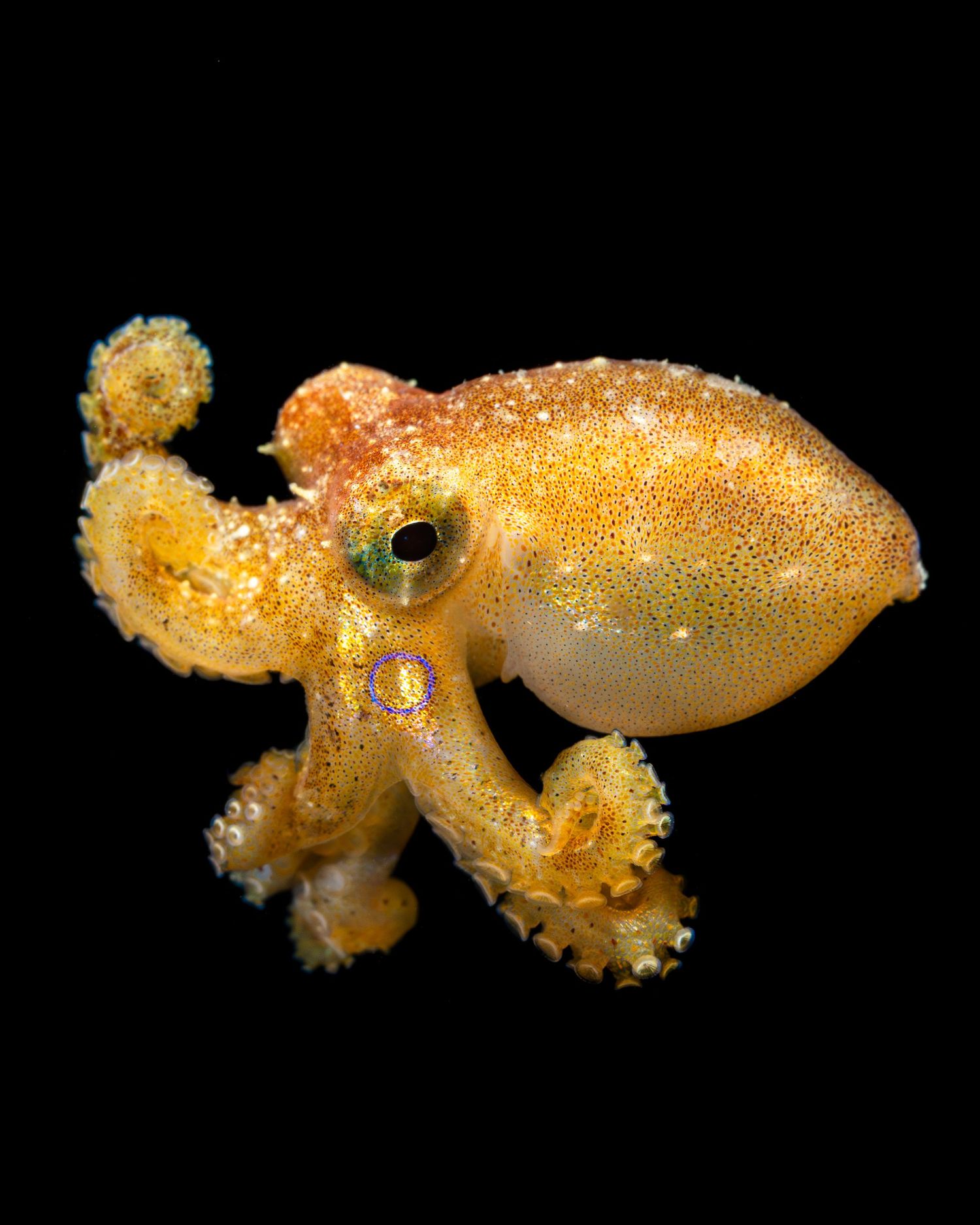 Bright orange octopus with glowing spots swimming against black background in sequence of four connected photos.