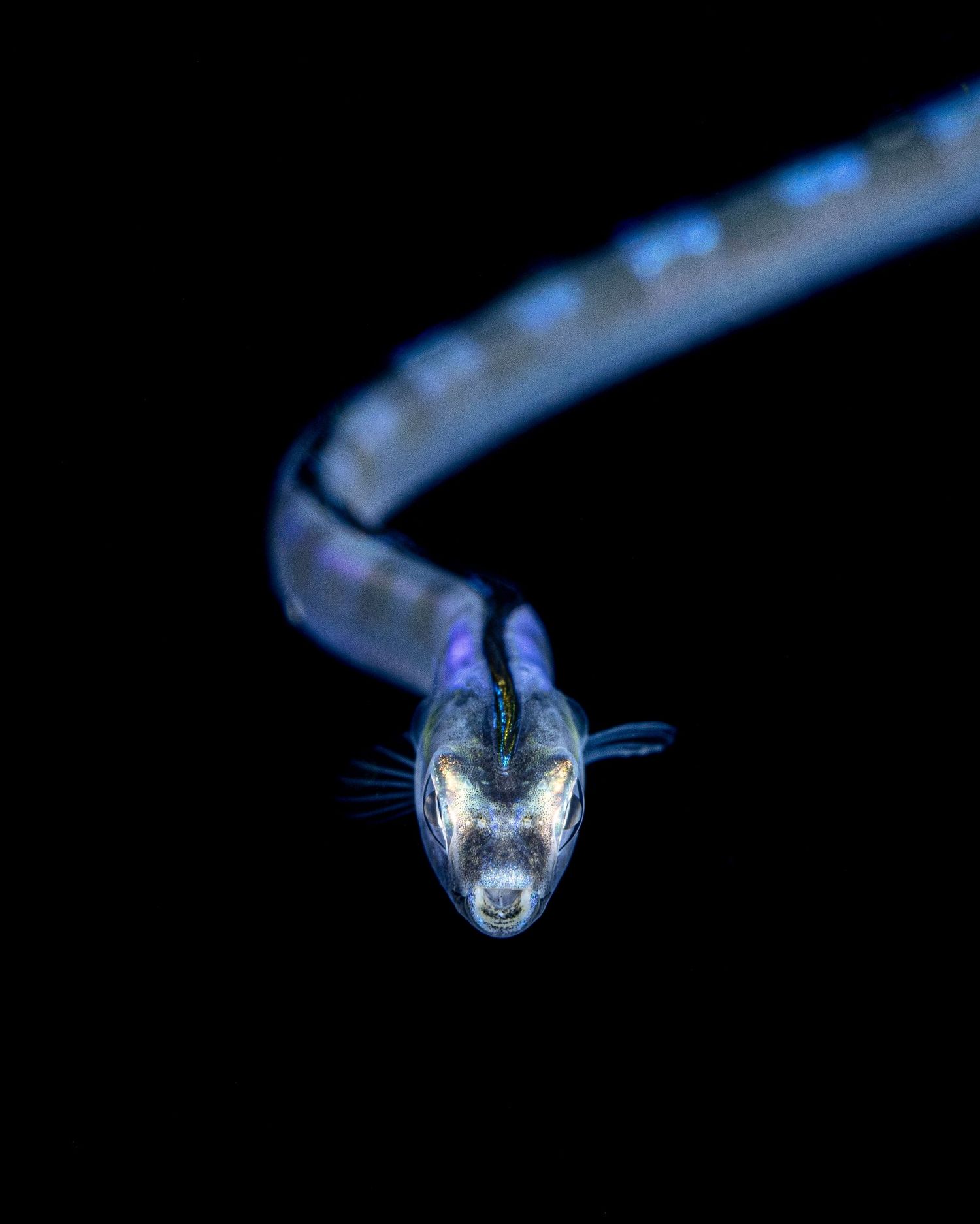 Close-up of a translucent deep-sea fish with glowing blue accents against a black background.