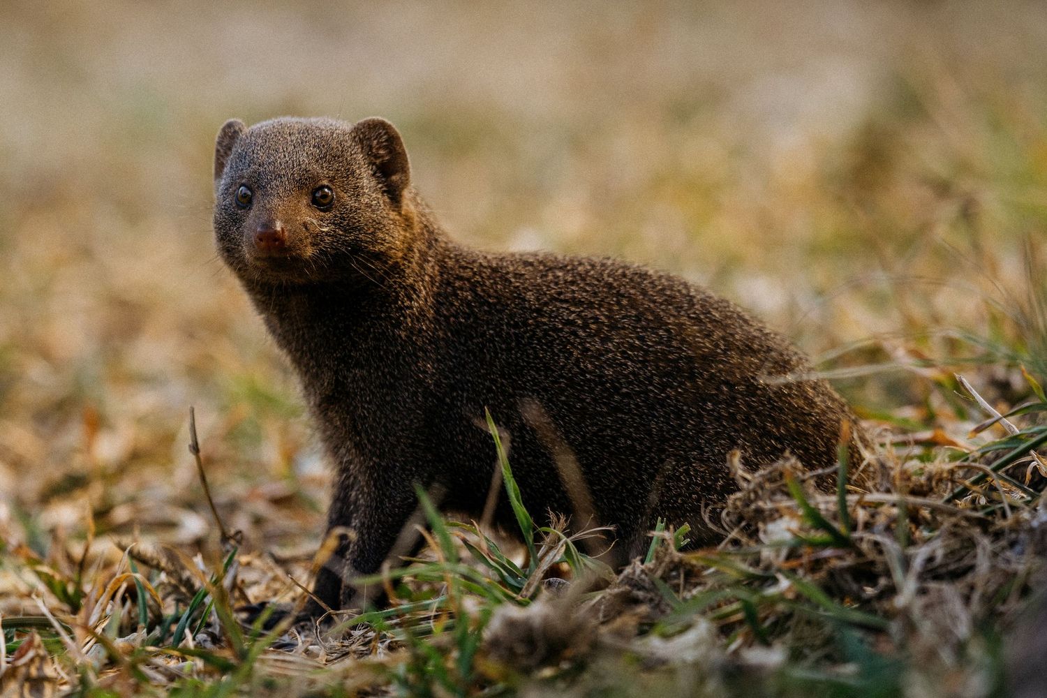 A dark brown mongoose stands alert in dry grass during golden hour lighting.