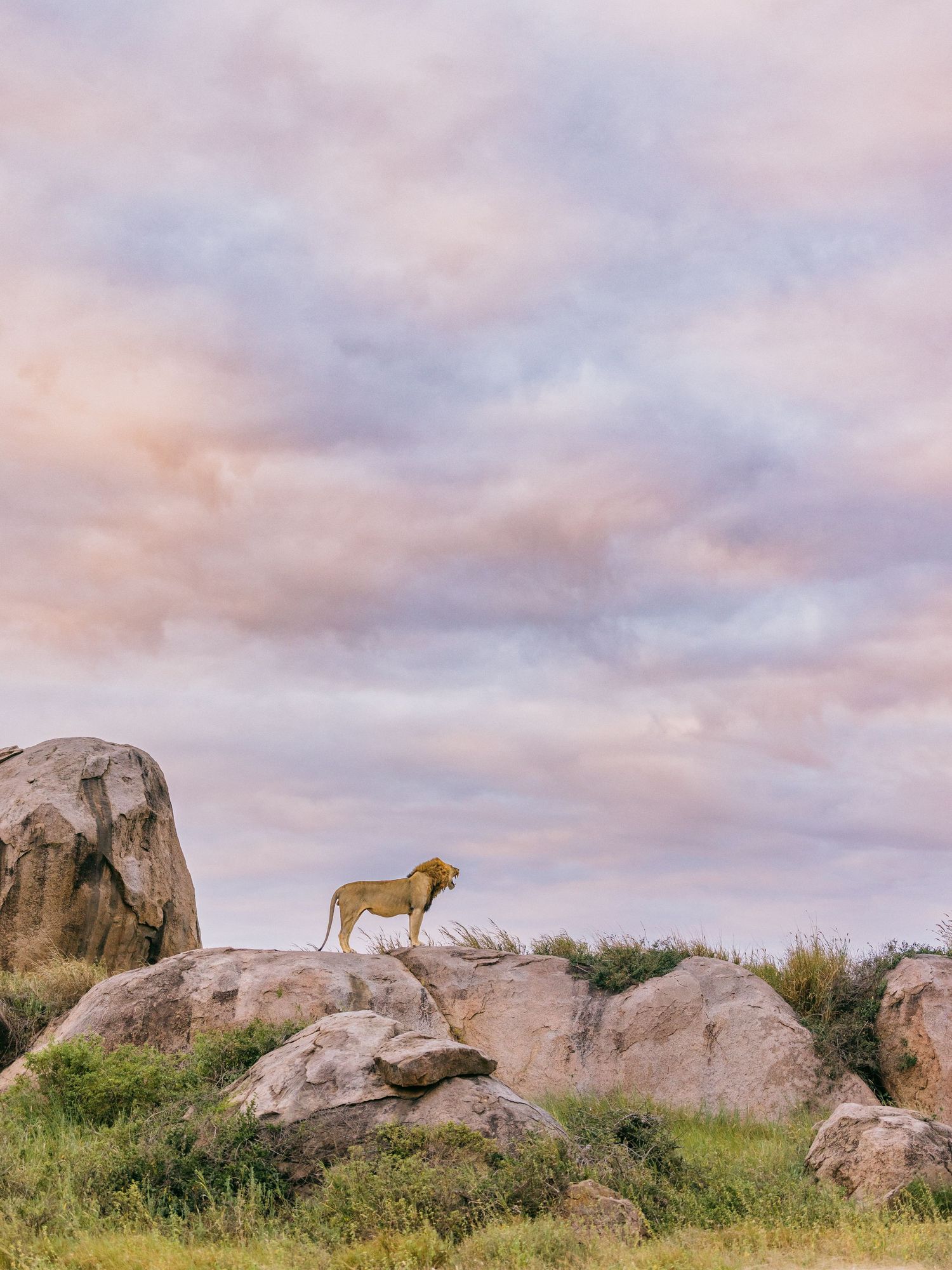 A majestic lion stands atop rocky boulders against a dramatic pink and purple cloudy sky in the African savanna.